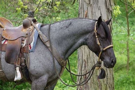 Kansas City, MO. . Horses for sale craigslist texas